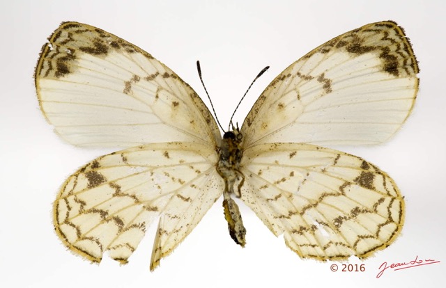 038 Lepidoptera 130d (FV) Lycaenidae Lipteninae Liptena undularis m 16E5K3IMG_119344wtmk.jpg