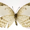 038 Lepidoptera 130d (FV) Lycaenidae Lipteninae Liptena undularis m 16E5K3IMG_119344wtmk.jpg