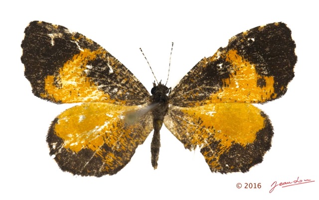 039 Lepidoptera 131a (FD) Lycaenidae Lipteninae Eresina sp 16E5K3IMG_119541wtmk.jpg