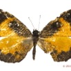 039 Lepidoptera 131a (FD) Lycaenidae Lipteninae Eresina sp 16E5K3IMG_119541wtmk.jpg