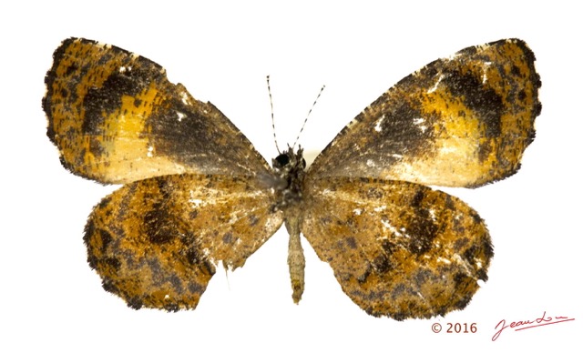 040 Lepidoptera 131a (FV) Lycaenidae Lipteninae Eresina sp 16E5K3IMG_119542wtmk.jpg