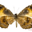 040 Lepidoptera 131a (FV) Lycaenidae Lipteninae Eresina sp 16E5K3IMG_119542wtmk.jpg