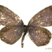 041 Lepidoptera 131b (FD) Lycaenidae Polyommatinae Zizeeria knyssa m 16E5K3IMG_119543wtmk.jpg