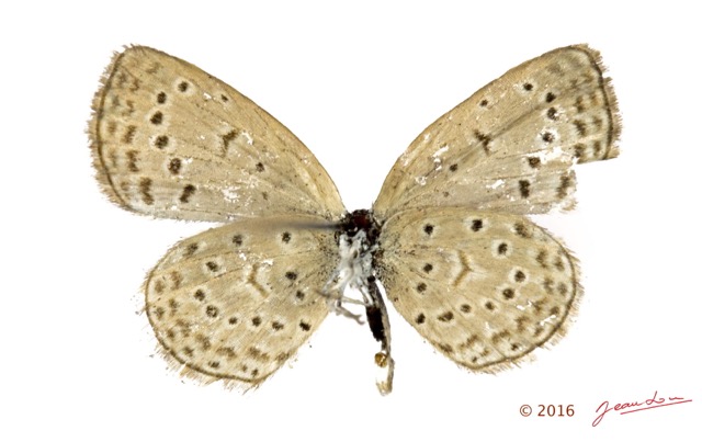 042 Lepidoptera 131b (FV) Lycaenidae Polyommatinae Zizeeria knyssa m 16E5K3IMG_119545wtmk.jpg