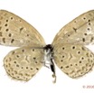 042 Lepidoptera 131b (FV) Lycaenidae Polyommatinae Zizeeria knyssa m 16E5K3IMG_119545wtmk.jpg