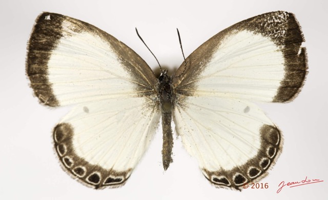 043 Lepidoptera 131c (FD) Lycaenidae Polyommatinae Oboronia punctatus m 16E5K3IMG_119546wtmk.jpg