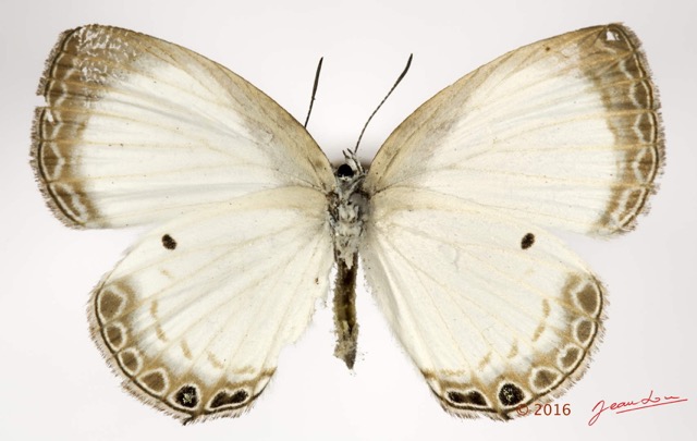 044 Lepidoptera 131c (FV) Lycaenidae Polyommatinae Oboronia punctatus m 16E5K3IMG_119548wtmk.jpg