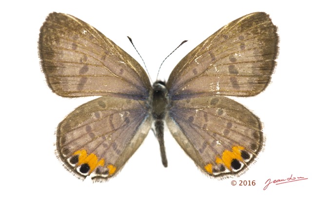 045 Lepidoptera 132b (FD) Lycaenidae Polyommatinae Cupidopsis cissus m 16E5K3IMG_119755wtmk.jpg