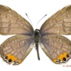 045 Lepidoptera 132b (FD) Lycaenidae Polyommatinae Cupidopsis cissus m 16E5K3IMG_119755wtmk.jpg