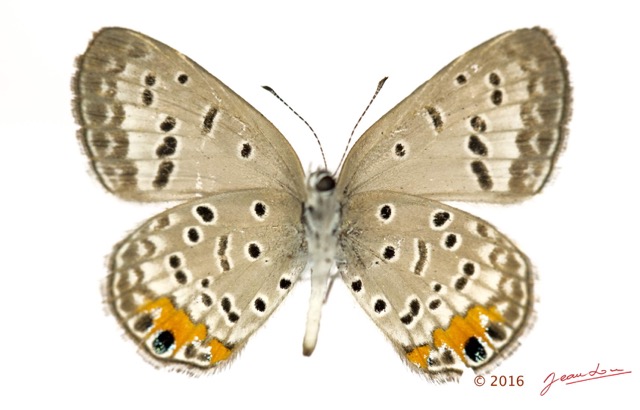 046 Lepidoptera 132b (FV) Lycaenidae Polyommatinae Cupidopsis cissus m 16E5K3IMG_119756wtmk.jpg