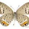 046 Lepidoptera 132b (FV) Lycaenidae Polyommatinae Cupidopsis cissus m 16E5K3IMG_119756wtmk.jpg
