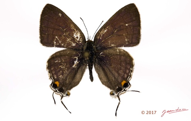 047 Lepidoptera 133c (FD) Lycaenidae Thedinae Hypolycaena phillipus m 16E5K3IMG_110501wtmk.jpg