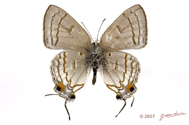 048 Lepidoptera 133c (FV) Lycaenidae Thedinae Hypolycaena phillipus m 16E5K3IMG_110502wtmk.jpg