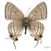 048 Lepidoptera 133c (FV) Lycaenidae Thedinae Hypolycaena phillipus m 16E5K3IMG_110502wtmk.jpg