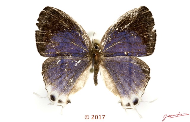 049 Lepidoptera 134b (FD) Lycaenidae Theclinae Oxylides kebiri M 17E5K3IMG_124769wtmk.jpg