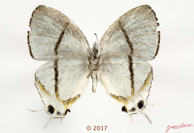 050 Lepidoptera 134b (FV) Lycaenidae Theclinae Oxylides kebiri M 17E5K3IMG_124770wtmk.jpg