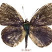 051 Lepidoptera 136d (FD) Lycaenidae Lipteninae Epitolina sp M 17E5K3IMG_124913wtmk.jpg