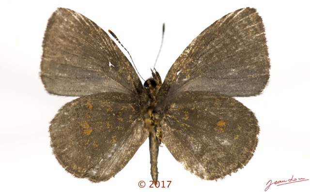 052 Lepidoptera 136d (FV) Lycaenidae Lipteninae Epitolina sp M 17E5K3IMG_124914wtmk.jpg
