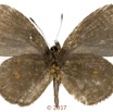 052 Lepidoptera 136d (FV) Lycaenidae Lipteninae Epitolina sp M 17E5K3IMG_124914wtmk.jpg