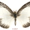 053 Lepidoptera 137a (FD) Lycaenidae Miletinae Spalgis lemolea F 17E5K3IMG_124915wtmk.jpg