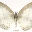 054 Lepidoptera 137a (FV) Lycaenidae Miletinae Spalgis lemolea F 17E5K3IMG_124916wtmk.jpg