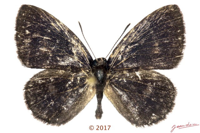 055 Lepidoptera 137b (FD) Lycaenidae Lipteninae Liptena modesta M 17E5K3IMG_124917wtmk.jpg