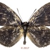 055 Lepidoptera 137b (FD) Lycaenidae Lipteninae Liptena modesta M 17E5K3IMG_124917wtmk.jpg