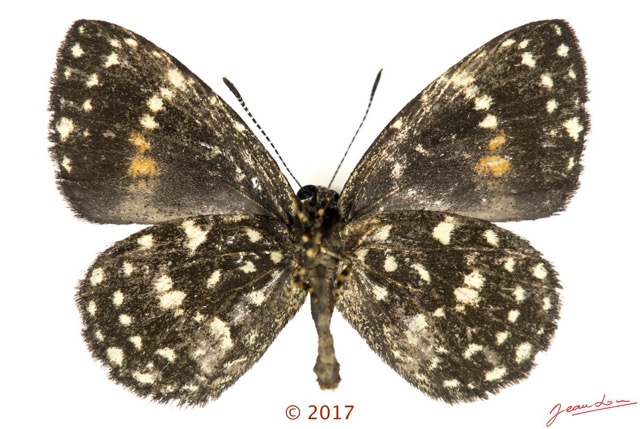056 Lepidoptera 137b (FV) Lycaenidae Lipteninae Liptena modesta M 17E5K3IMG_124918wtmk.jpg