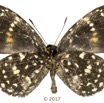 056 Lepidoptera 137b (FV) Lycaenidae Lipteninae Liptena modesta M 17E5K3IMG_124918wtmk.jpg