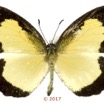 057 Lepidoptera 137c (FD) Lycaenidae Lipteninae Citrinophila erastus M 17E5K3IMG_124919wtmk.jpg