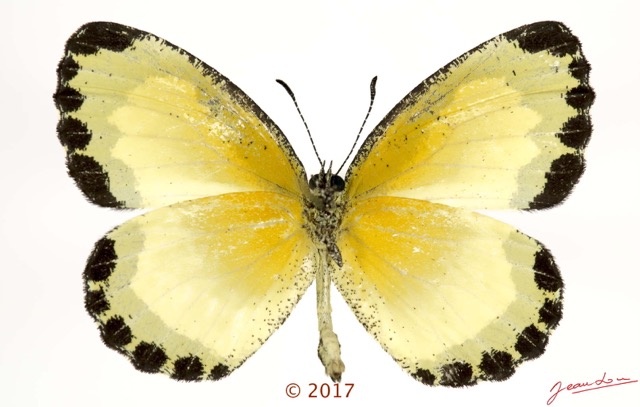 058 Lepidoptera 137c (FV) Lycaenidae Lipteninae Citrinophila erastus M 17E5K3IMG_124920wtmk.jpg