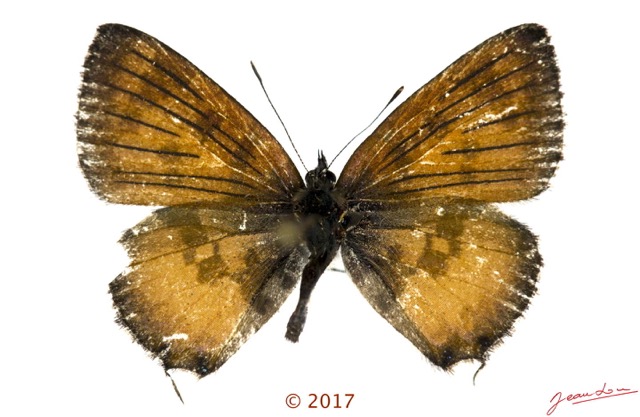 059 Lepidoptera 138d (FD) Lycaenidae Polyommatinae Uranothauma falkensteini M 17E5K3IMG_125924wtmk.jpg