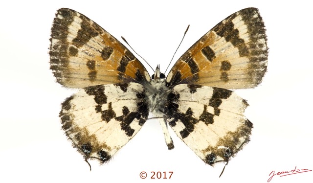 060 Lepidoptera 138d (FV) Lycaenidae Polyommatinae Uranothauma falkensteini M 17E5K3IMG_125927wtmk.jpg