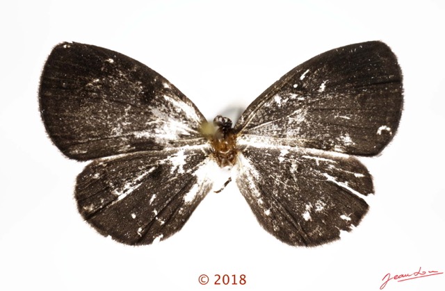 061 Lepidoptera 139c (FD) Lycaenidae Lipteninae Tetrarhanis sp 18E5K3IMG_180211126256_DxOwtmk.jpg
