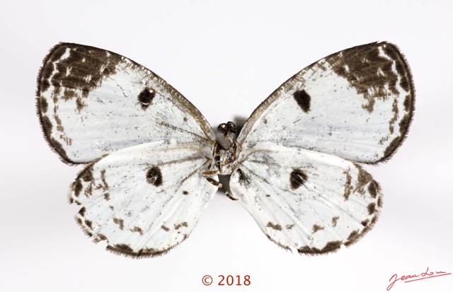 062 Lepidoptera 139c (FV) Lycaenidae Lipteninae Tetrarhanis sp 18E5K3IMG_180211126258_DxOawtmk.jpg
