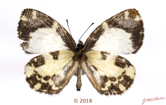 064 Lepidoptera 139d (FV) Lycaenidae Lipteninae Falcuna margarita M 18E5K3IMG_180211126261_DxOawtmk.jpg
