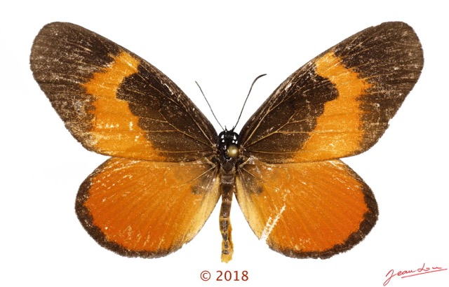 065 Lepidoptera 140a (FD) Lycaenidae Lipteninae Mimacraea fulvaria M 18E5K3IMG_180211126263_DxOwtmk.jpg