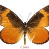 065 Lepidoptera 140a (FD) Lycaenidae Lipteninae Mimacraea fulvaria M 18E5K3IMG_180211126263_DxOwtmk.jpg