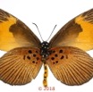 066 Lepidoptera 140a (FV) Lycaenidae Lipteninae Mimacraea fulvaria M 18E5K3IMG_180211126264_DxOawtmk.jpg