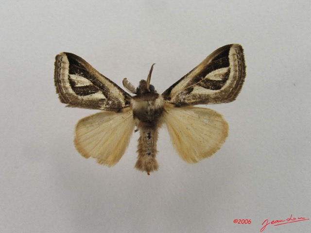 007 Heterocera (FD) Lymantriidae Neomardara africana m IMG_4688WTMK.jpg