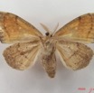 024 Heterocera (FV) Lymantriidae IMG_5077WTMK.jpg