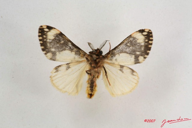 038 Heterocera (FV) Lymantriidae Rhypopteryx m IMG_4201WTMK.jpg