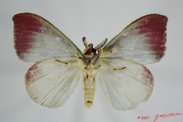 052 Heterocera (FV) Lymantriidae m 7EIMG_0099WTMK.jpg