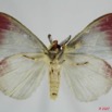 052 Heterocera (FV) Lymantriidae m 7EIMG_0099WTMK.jpg