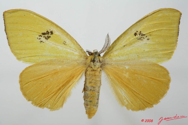 067 Heterocera (FD) Lymantriidae Conigephyra citrona f 8EIMG_17594WTMK.jpg