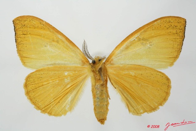 068 Heterocera (FV) Lymantriidae Conigephyra citrona f 8EIMG_17599WTMK.jpg