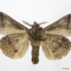 070 Heterocera (FV) Lymantriidae m 8EIMG_20633WTMK.jpg