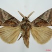 073 Heterocera (FD) Lymantriidae Dasychira achatina m 8EIMG_26145WTMK.jpg