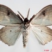 078 Heterocera (FV) Lymantriidae m 9E50IMG_31537wtmk.jpg
