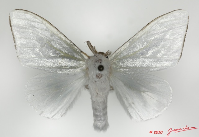 081 Heterocera 176c (FD) Lymantriidae Leucoma sp m 9E5K2IMG_57112wtmk.jpg